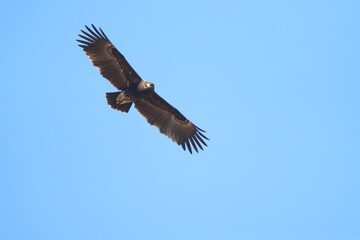 eagle in flight