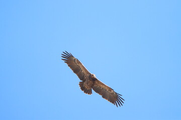 eagle in flight