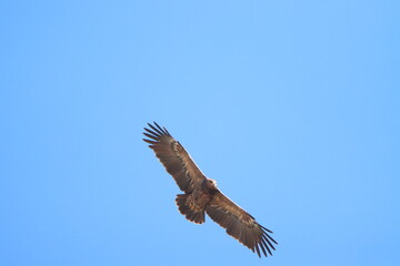 eagle in flight