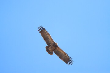 Fototapeta na wymiar eagle in flight
