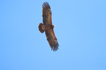 eagle in flight