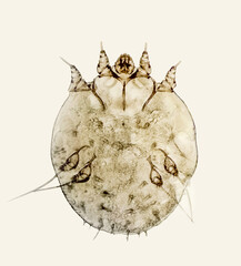 Sarcoptes scabiei or the itch mite, parasitic microorganism of human skin