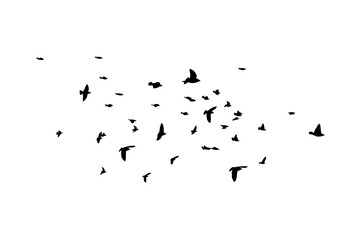 A flock of flying birds. Free birds. Vector illustration