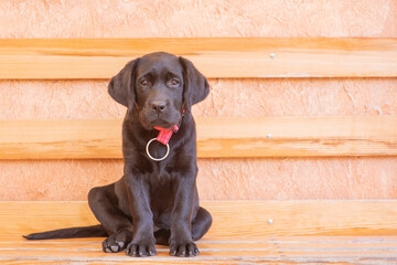 Portrait of a dog. A small black labrador retriever puppy is sitting on a bench.
