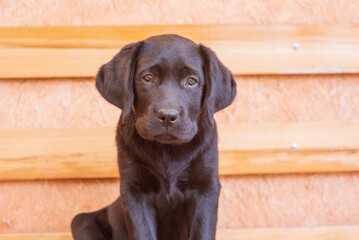 Portrait of a dog. A small black labrador retriever puppy is sitting on a bench.