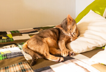 Abyssinian cat at home. Close up portrait of blue abyssinian cat, lying on a patchwork quilt and pillows. Pretty cat, white background. Cute resting kitty, selective focus. Yellow eyes, big ears cat - obrazy, fototapety, plakaty