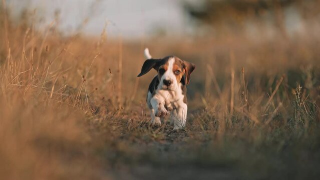 Lovely beagle puppy runs happily towards camera. Active dog has good time on walk on nature background outside city. Cute little doggy.