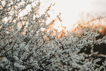 close up of grass. Spring time. Flowers white. 