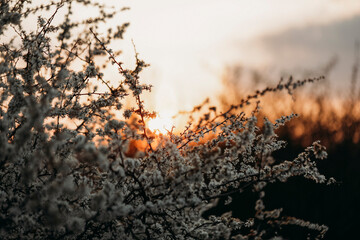 sunset in the forest. Sunset. Flowers. Forest. Photo. 