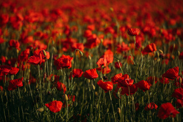 field of poppies
