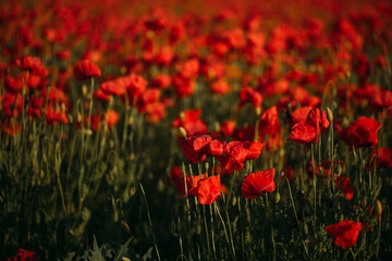Fototapeta premium red poppy field
