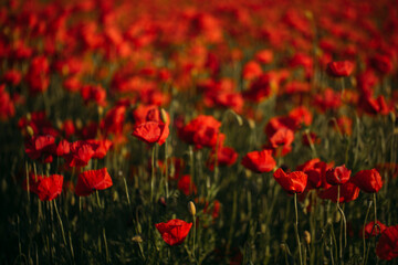field of poppies