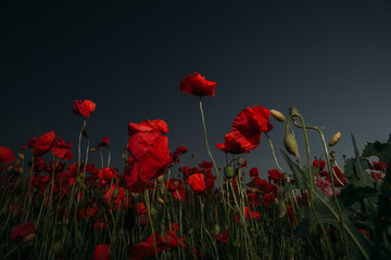 red poppy field