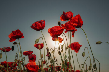 poppy flowers in the field. Flowers. Nature background. 