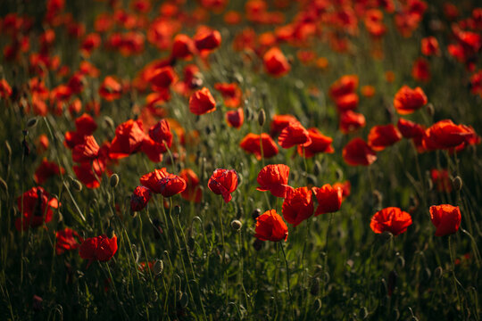 field of red poppies © Erika