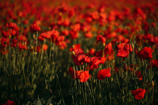 red poppy field © Erika