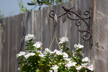 flowers hanging in a pot on a fence