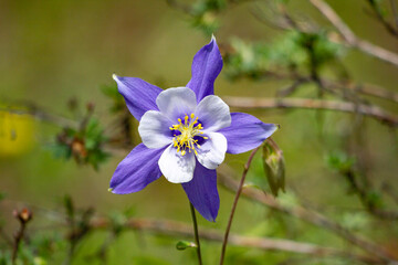 colorado blue columbine blooming in the sun