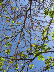 branches against blue sky