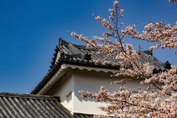 castle roof through cherry blossoms