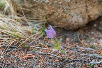 spring crocus flowers