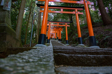 Fototapeta na wymiar low angle shot of torii gates going up stairs on a mountain