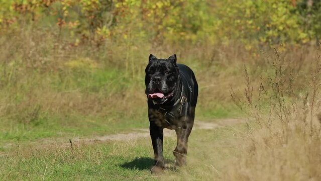 Slow Motion Black Cane Corso Dog Wears In Special Clothes Running In Park. Big Dog Breeds.
