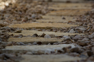fly resting on a rock path