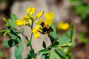 bumble bee on a yellow flower