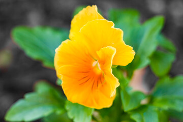 yellow flower blooming in the spring