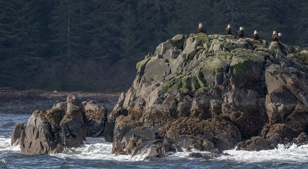 Bald Eagles on Shoreside Rocks, Sitka, Alaska