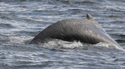 Fototapeta premium Humpback Whale Beginning Dive, SItka, Alaska