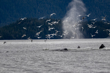 Gulls and Bubble Net Feeding Humpback Whales, Sitka, Alaska