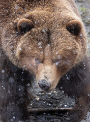 Fototapeta premium Closeup of Brown Bear in the Snow, Fortress of the Bear Rescue Center, Sitka, Alaska