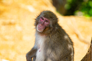 portrait of a monkey looking into the camera