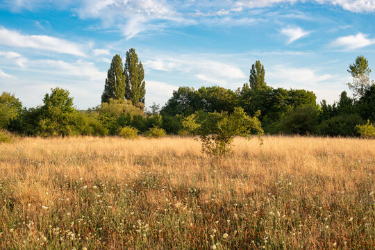 Landscape with trees in Germany in the summer, dry meadow caused by heat, global warming issue
