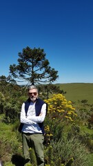 Man in a field and araucaria forest
