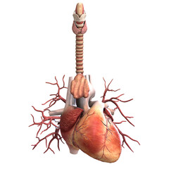 3D-illustration of the organs and heart of a male body