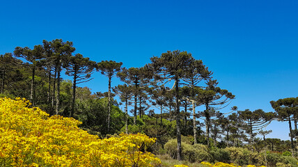 Yellow wildflowers and an araucaria forest in southern Brazil