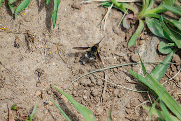 bee resting on the ground
