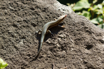 lizard on the stone