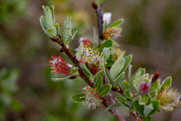 alpine flowers on a branch