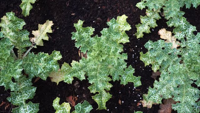 Leaves of the variegated thistle young seedlings in top view. It has various common names (Latin: Silybum marianum), including milk thistle and Scotch thistle.