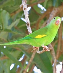 parakeet