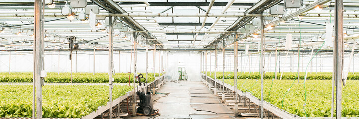 Green House and green vegetable. Young plants growing in a very large nursery. Web banner.