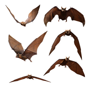 Collection of Bats