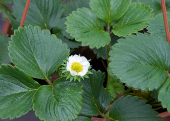 Close up of one blooming white strawberry blossom in hanging basket.