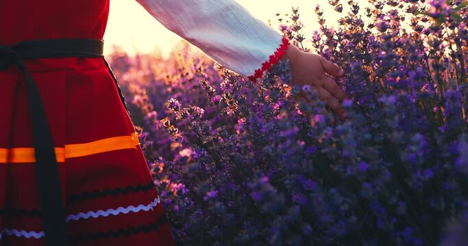 Bulgarian girl in folklore costume touch flowers in lavender field during harvest and sunset