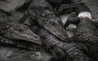 Cocodrilos 