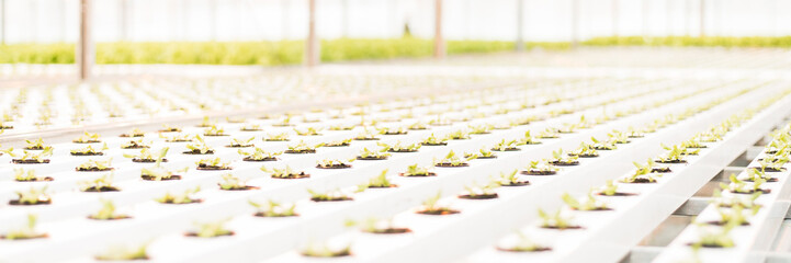 Green sprouts in a large bright white greenhouse. Web banner for farm web sites